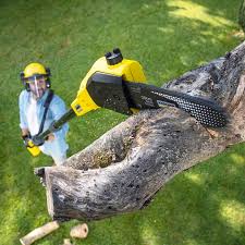 Leaf Removal in Loma, CO
