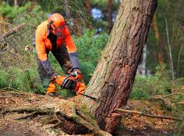 Best Lawn Maintenance Plans  in Loma, CO
